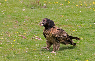 Gypaète barbu,.Gypaetus barbatus, Bearded Vulture,