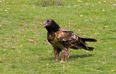 Gypaète barbu,.Gypaetus barbatus, Bearded Vulture,