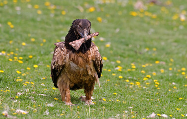 Gypaète barbu,.Gypaetus barbatus, Bearded Vulture, Pyrénées