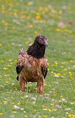Gypaète barbu,.Gypaetus barbatus, Bearded Vulture, Pyrénées