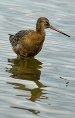 Barge à queue noire,.Limosa limosa, Black tailed Godw