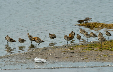 Barge à queue noire,.Limosa limosa, Black tailed Godw
