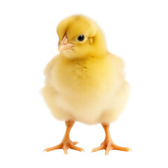 Obraz premium Baby chicken, chick isolated on transparent background. Generative ai