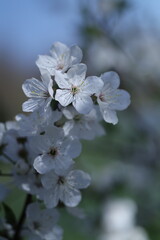 apple tree blossom