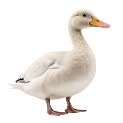 Obraz premium White duck isolated on transparent background. Generative ai
