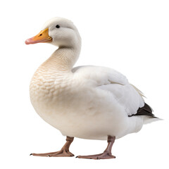 Obraz premium White duck isolated on transparent background. Generative ai
