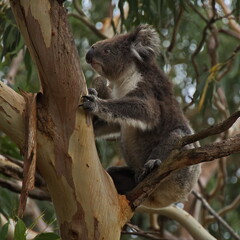Koala at the Koala Track at Kennett River, Victoria, Australia
