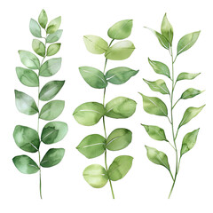 set of green leaves no background