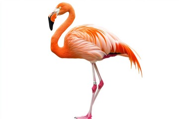  A regal flamingo standing elegantly on one leg, set against a clean white backdrop. 
