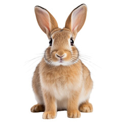 Fototapeta premium Brown rabbit isolated on transparent background. Generative ai