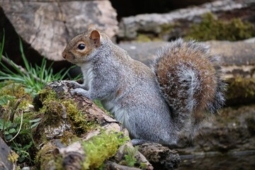Grey squirrel 