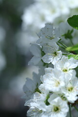 apple tree blossom