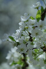 apple tree blossom