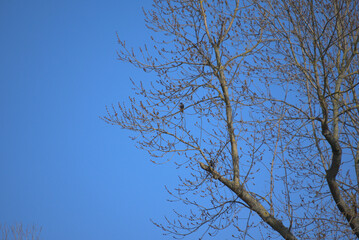 A bird sits on a tree against the sky.