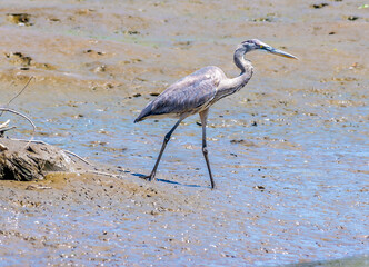 A view of a Great blue heron wading in the River Tarcoles in Costa Rica in early springtime