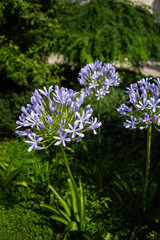 Three vibrant purple agapanthus flowers bloom in lush green garden setting, showcasing their delicate petals and tall stems