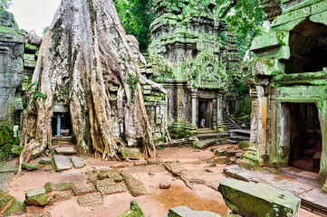 Roots of a spung running along the jungle temples of Ta Prohm. Siem Reap. Cambodia