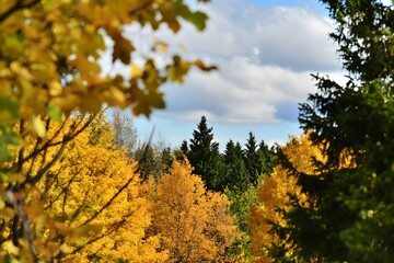 Naklejka premium Colorful autumn trees framed by others under a partly cloudy sky