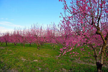 Fototapeta premium peach trees in bloom in Volpedo Alessandria Piedmont Italy