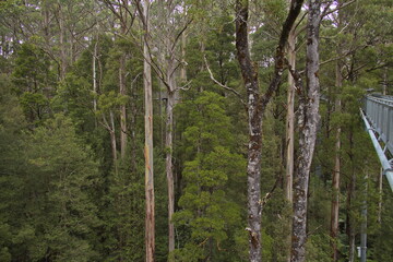 Treetop Walk in Great Otway National Park at Great Ocean Road
