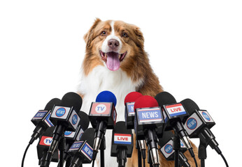 Funny dog speaking at the press conference