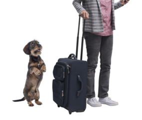 Pet owner leaving the dog at home alone while on vacation