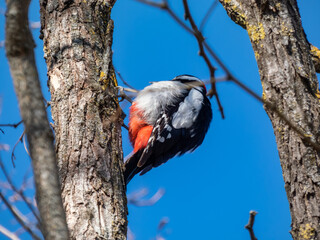 Great spotted woodpecker (Dendrocopos major) with pied black and white plumage and a red patch on...