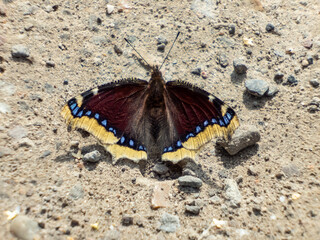 Close-up of upperside of Mourning cloak or Camberwell beauty (Nymphalis antiopa) in sunlight