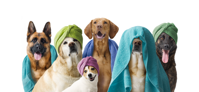 Group of dogs having a bath together