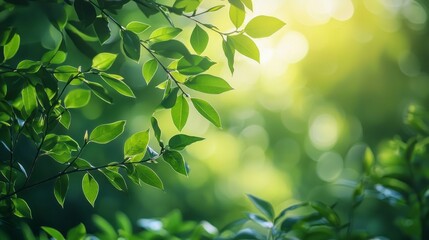 Obraz premium A leafy green tree with a bright sun shining on it. The leaves are green and the sun is shining through the leaves