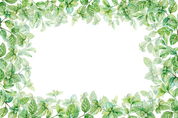 Fresh mint leaves and sprigs watercolor hand drawn illustration template. Aromatic culinary herbs colorful rectangular frame for food, seasoning, plant, garden and kitchen design isolated on white