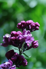 violet flowers in the garden