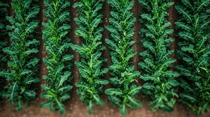 Green Leafy Plants in Rows on Agricultural Field from Above