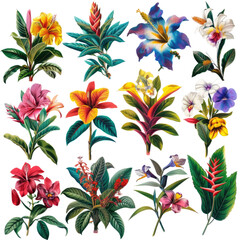 collection of colorful flowers no background