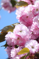 pink cherry blossom