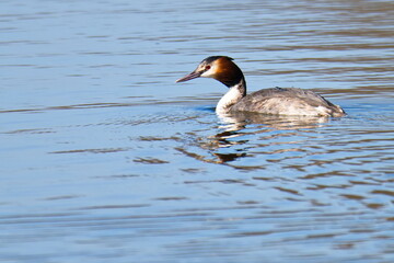 Haubentaucher Im Frühjahr in der Oberlausitz