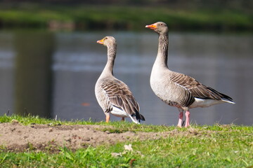 Graugänse im Frühjahr in der Oberlausitz