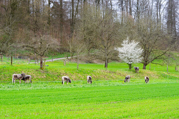 Group of bulls of breed Rätisches Grauvieh grazing on meadow on a cloudy spring afternoon. Photo taken March 27th, 2025, Zurich Schwamendingen, Switzerland.
