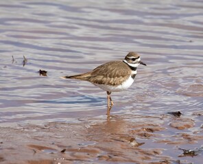 Killdeer