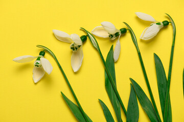 blooming snowdrop flowers on a yellow color backdrop, top view, studio photo, abstract floral...