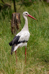 Weißstorch steht auf dem Boden im Gras