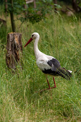 Weißstorch steht auf dem Boden im Gras