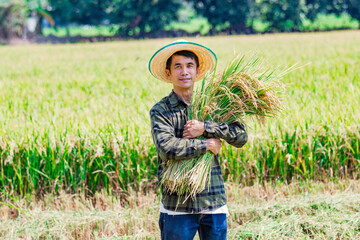 Harvesting rice farmer collects crops in lush fields rural setting vibrant nature close-up perspective