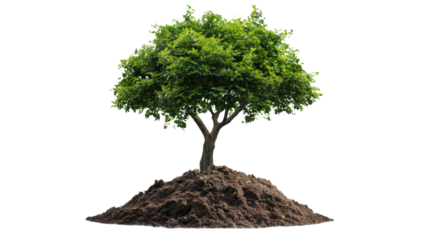 Young Green Plant Growing Isolated on White Background Fresh Sprout, New Life, and Symbol of Nature, Growth, and Sustainability