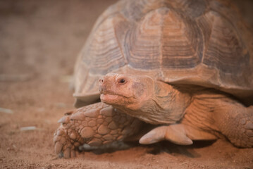 육중한 사막거북