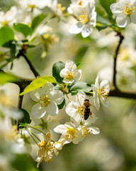 Macro shot of a honeybee collecting nectar from white spring blossoms. Bright natural light, soft bokeh background, and detailed focus on pollination and nature.