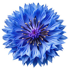 Vibrant blue cornflower in full bloom, showcasing intricate layers of petals and striking purple centers, exuding freshness and natural beauty.