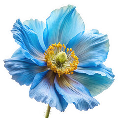 Obraz premium A stunning blue Himalayan poppy flower in full bloom, showcasing delicate petals with shades of blue and golden stamens, set against a clean black background.
