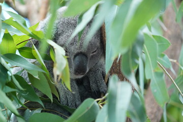koala sleeping in a tree © Nathan