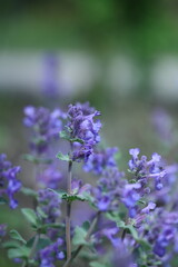 Obraz premium lavender flowers in the garden
